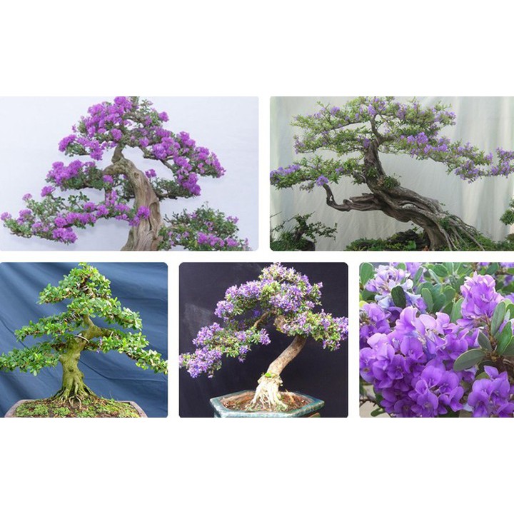 Cây Giống Hoa Linh Sam Tím Bonsai