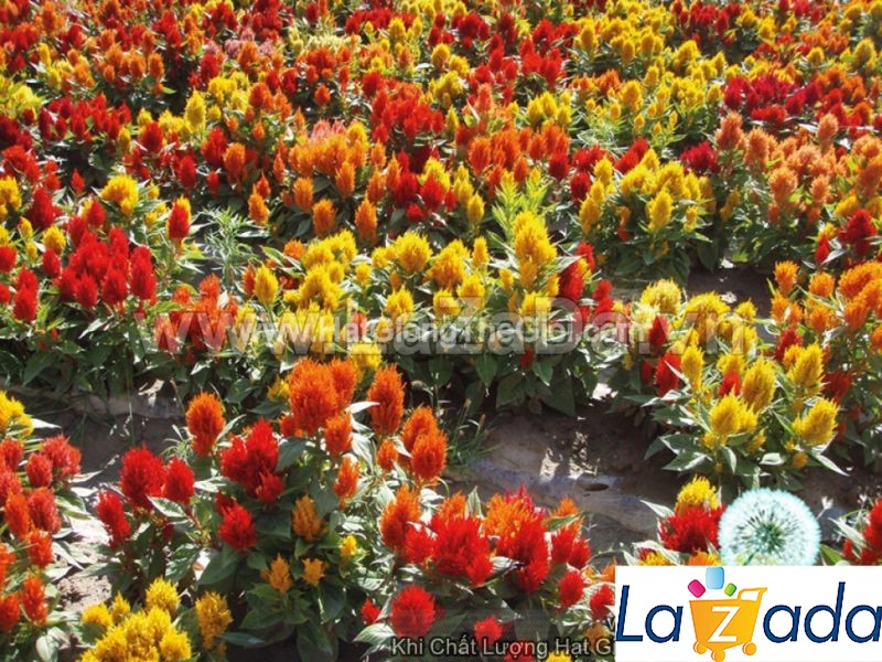 0.2Gr 250.HAT Hạt Giống Hoa Mào Gà Lửa Siêu Lùn 20cm Mix (KD| -KD: B20*V22*M234)