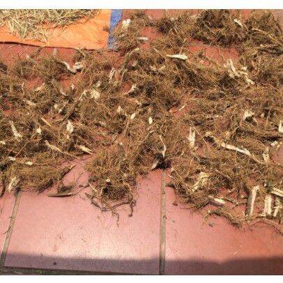 500gr rễ bồ công anh (đảm bảo khô sạch)HB180