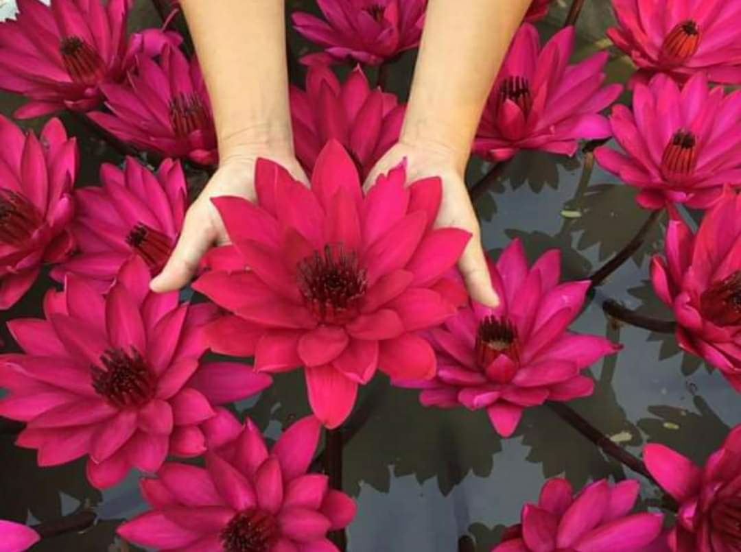( Chỉ gửi miền bắc- trung )[ RẺ VÔ ĐỊCH] Hoa súng Mĩ dòng mới