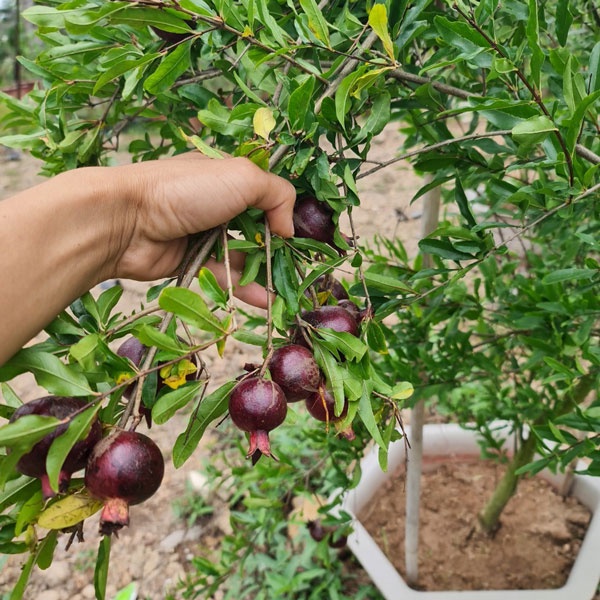 Cây Lựu Đen giống