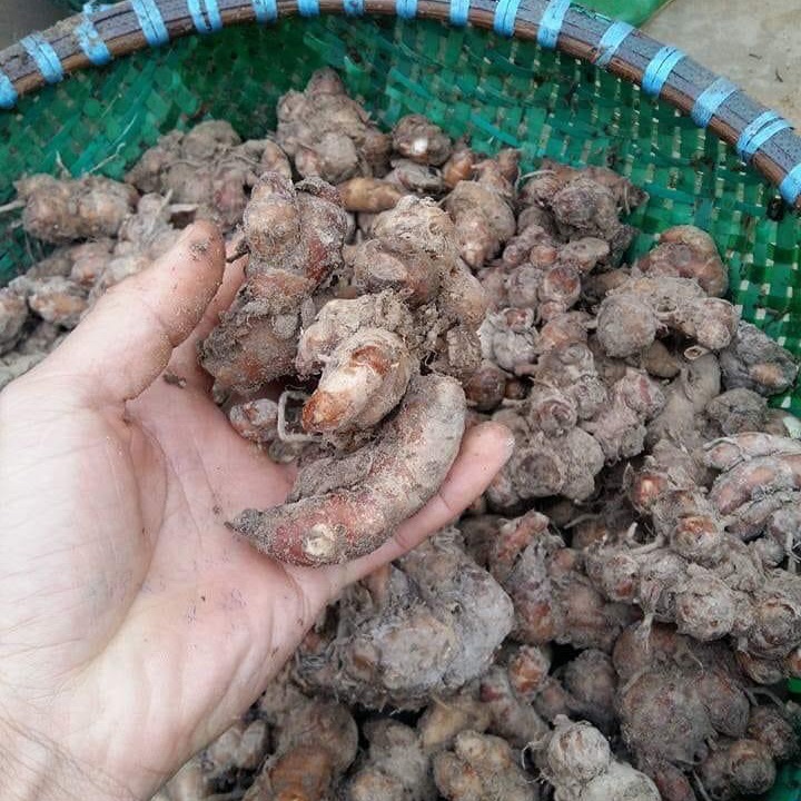 0,5kg Củ Địa Liền tươi