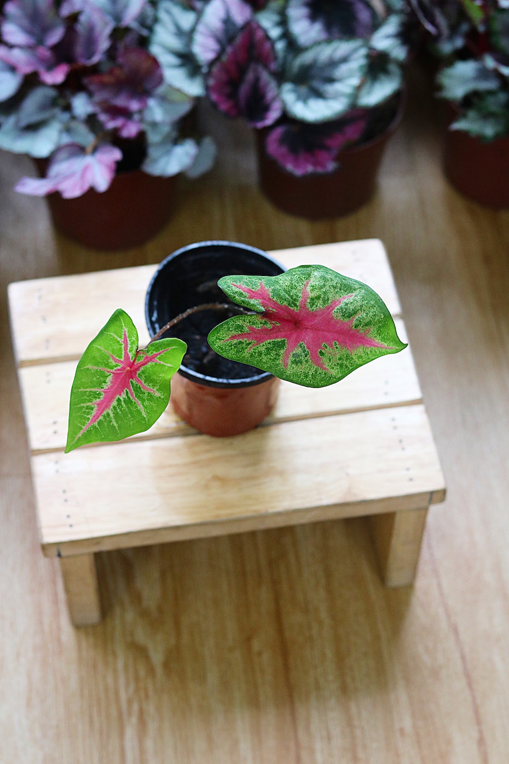 Chậu cây Caladium Biocolor - Môn 2 màu (Môn Biocolor)