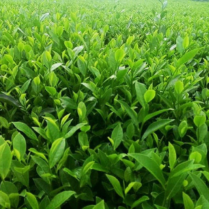 Cây giống Chè Xanh - C0020