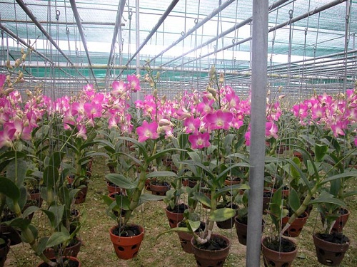 10 Móc Treo Chậu Bằng Kẽm 80CM