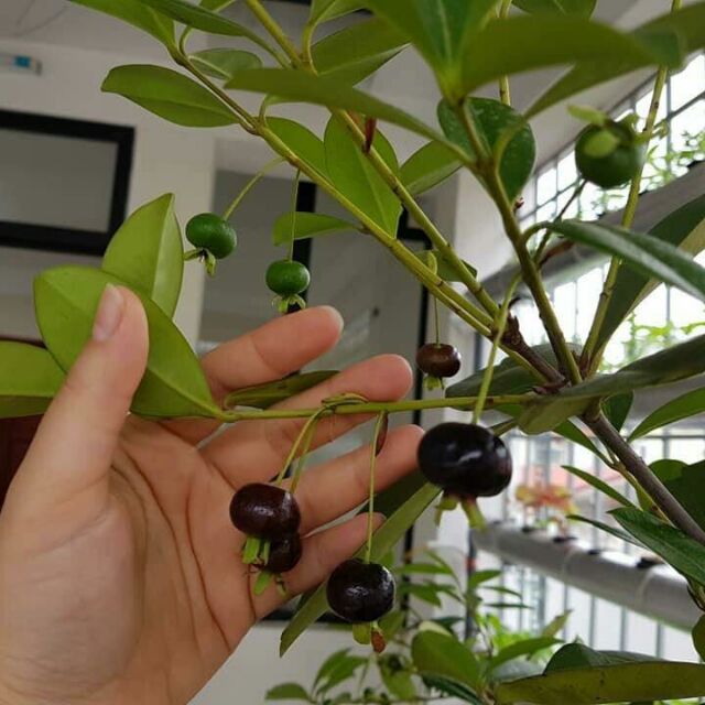 Cây CHERRY BRAXIN Cây nhỡ, siêu sai quả,