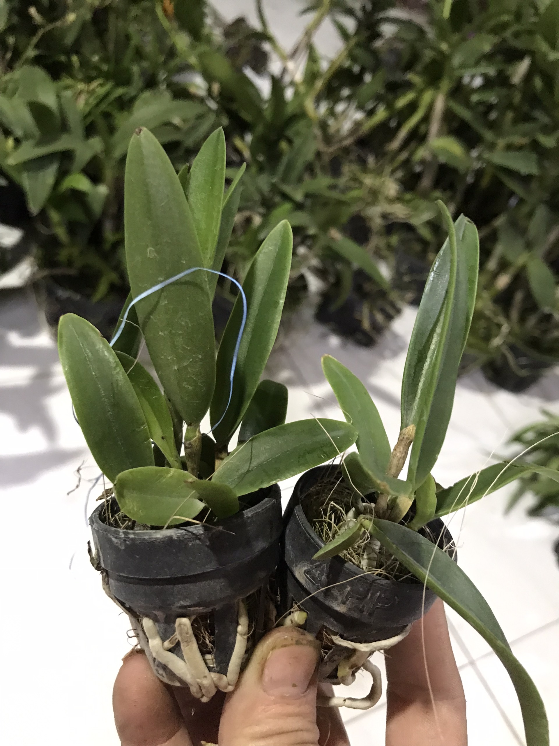 Brass Phoenix Fire Seedling