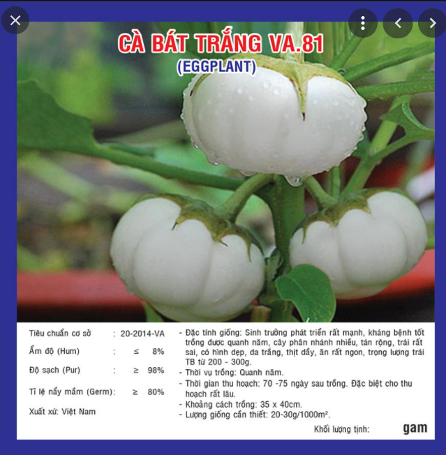 Hạt Giống Cà Bát Trắng Cao Sản
