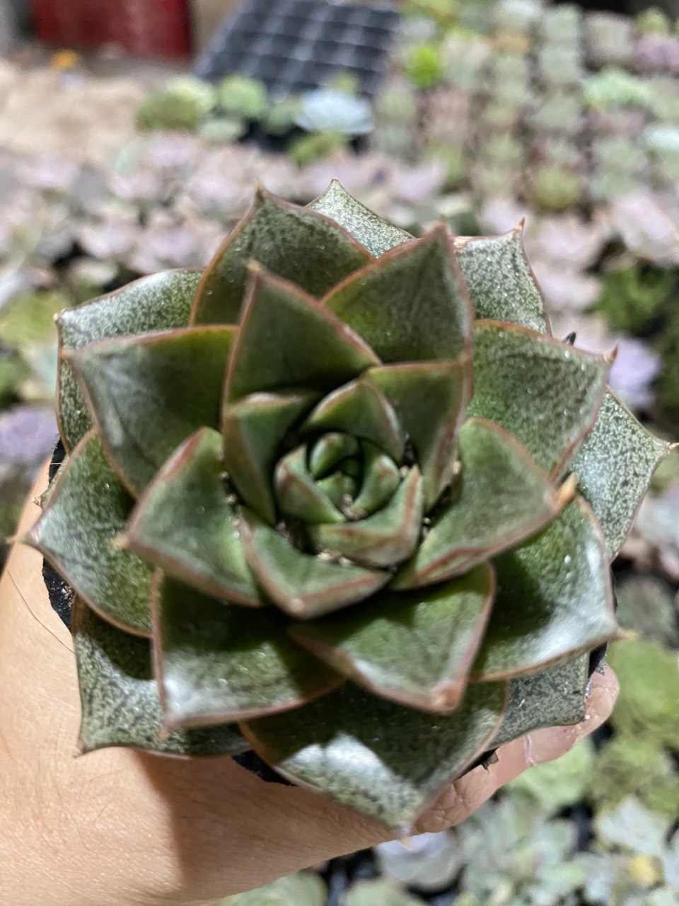 SEN ĐÁ HOA HỒNG ĐEN ( 8CM ) kèm chậu MR MOON