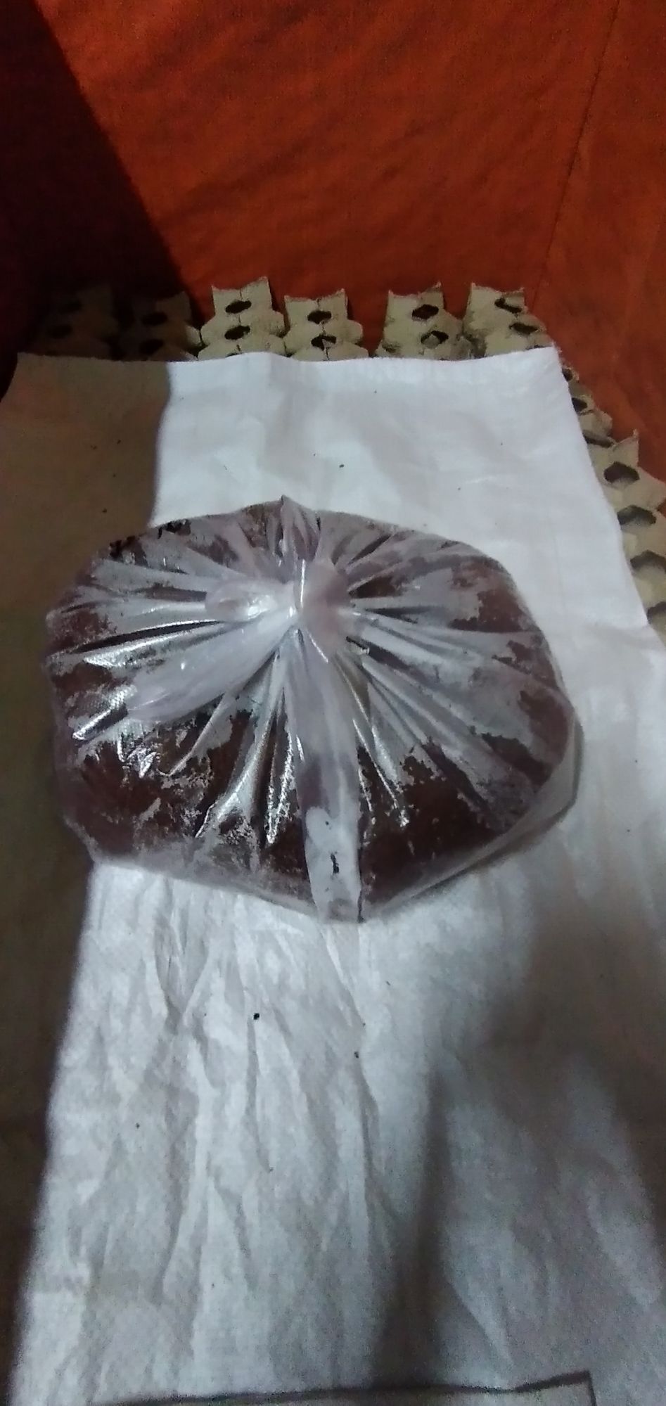 Trứng Dế Thái Vàng