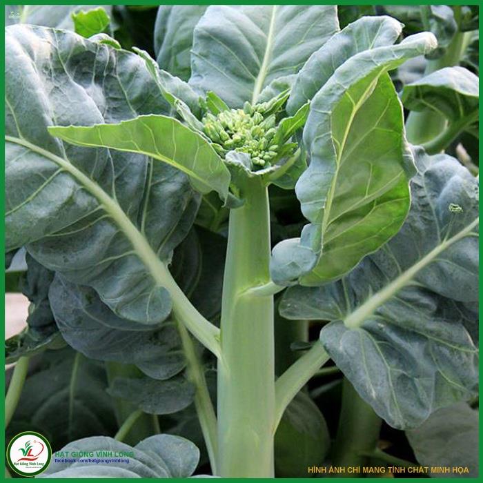 Giống Cải Rổ - Gói 5 Gram