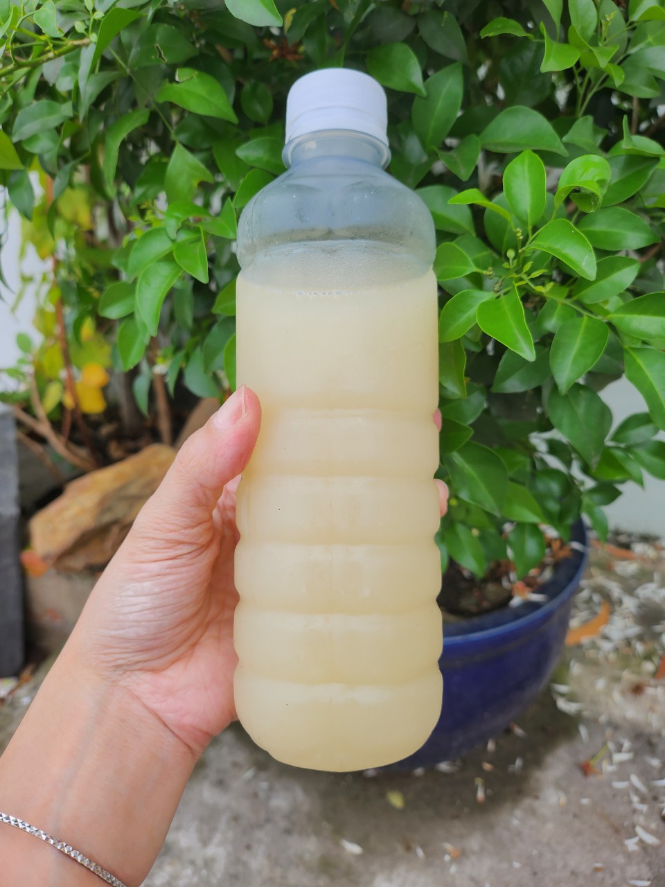 Traditional Fermented Nep Le Wine