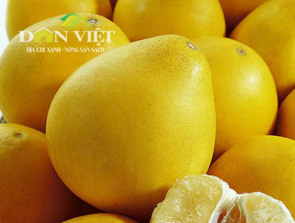 CÂY GIỐNG BƯỞI VÀNG