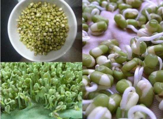 Đậu Xanh Nguyên Hạt ( Hạt Đậu Đẹp Làm Giá Đỗ )