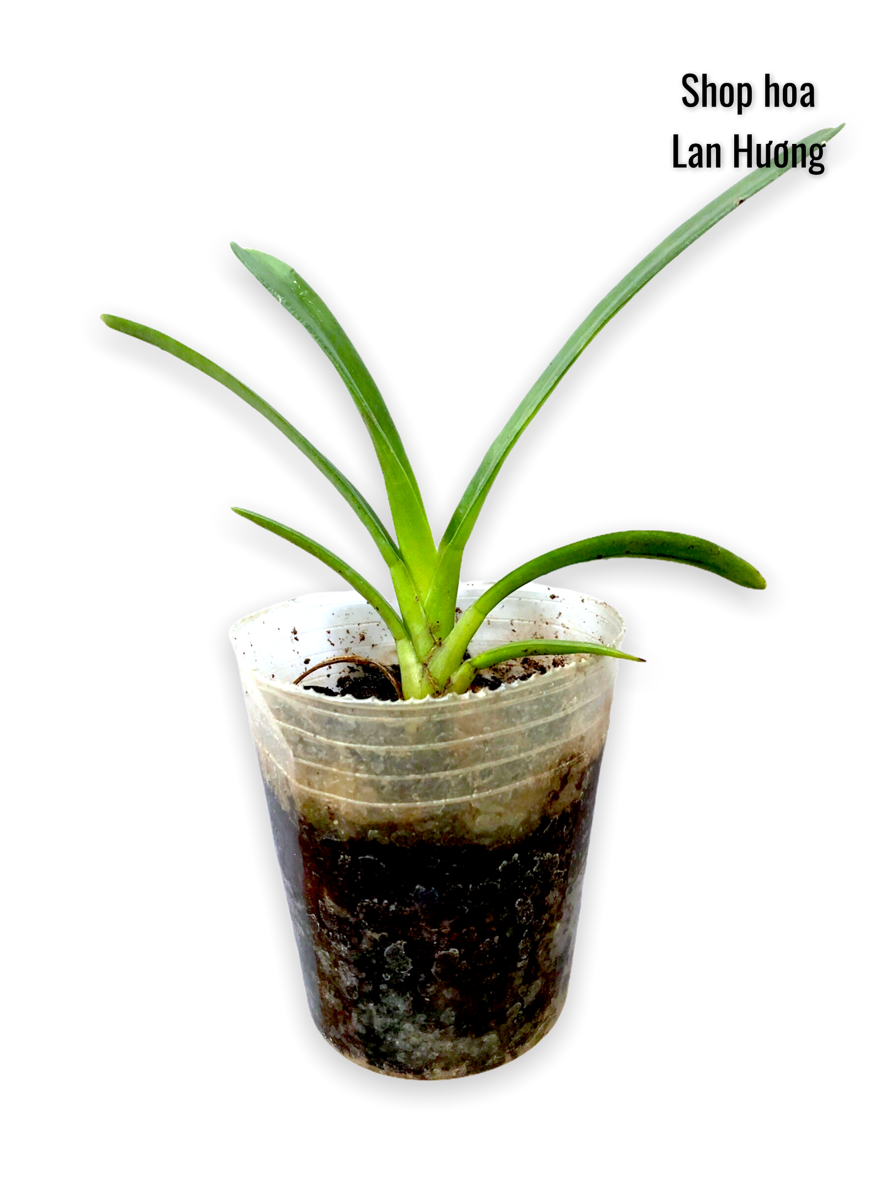 Hoa lan Kiếm phan trí