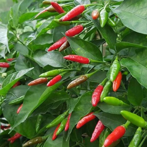 Hạt giống ớt thóc (ớt xiêm rừng) - gói 30 hạt