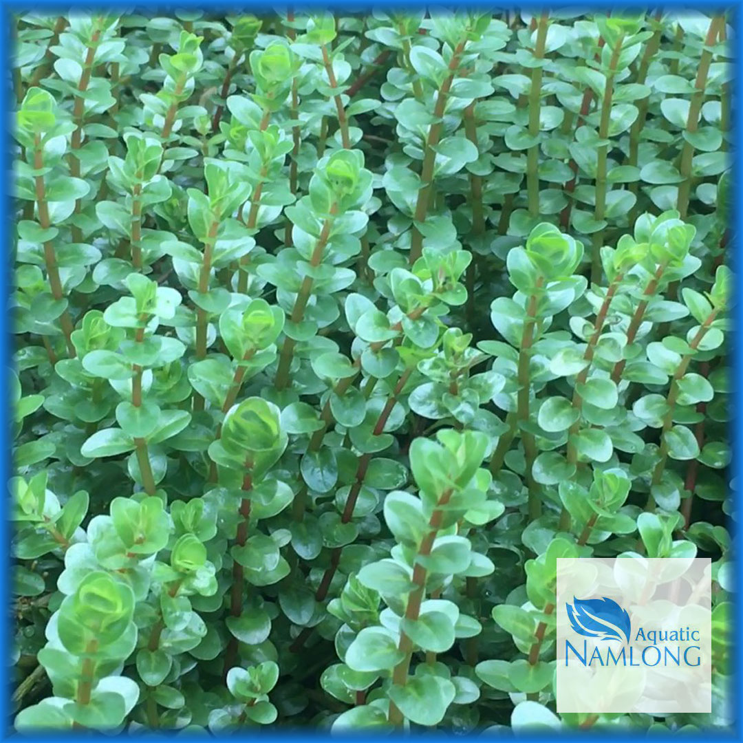 Vảy ốc đỏ (10 ngọn) - Rotala Colorala - Cây thủy sinh cắt cắm