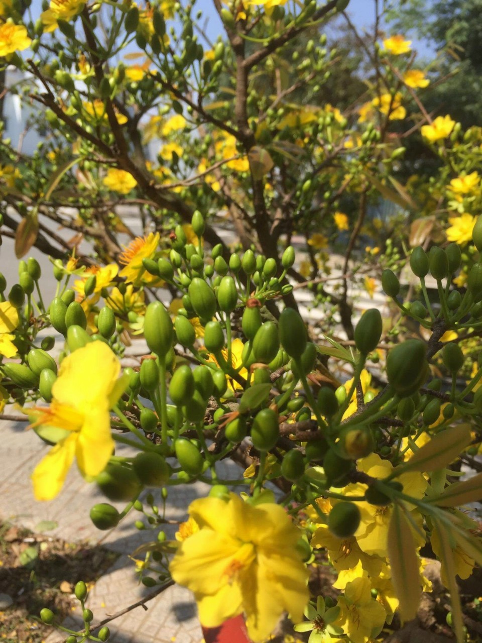 Chế phẩm rụng lá mai Max Flower 200gr