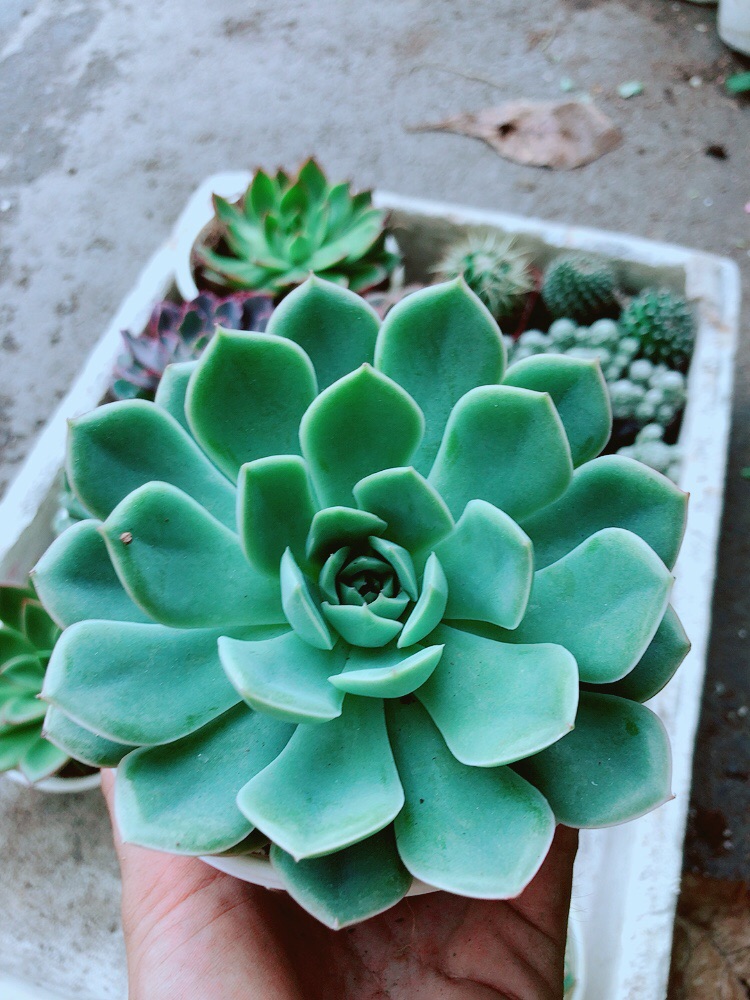 Sen Đá Xanh Cánh Cứng