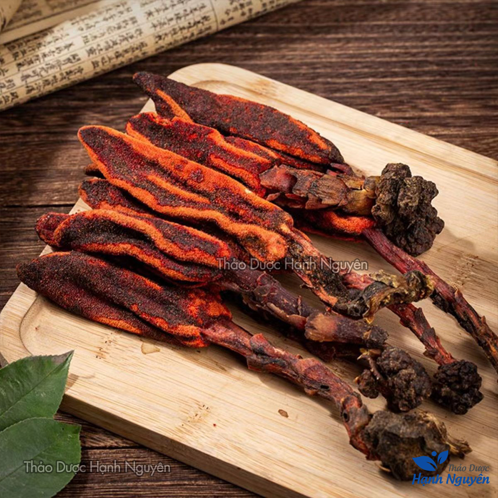 Nấm ngọc cẩu 500g, khô, nguyên búp, hỗ trợ bổ thận tráng dương, tăng cường sinh lý nam, mạnh gân cốt