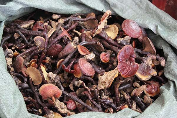 Nấm linh chi khô chuẩn rừng