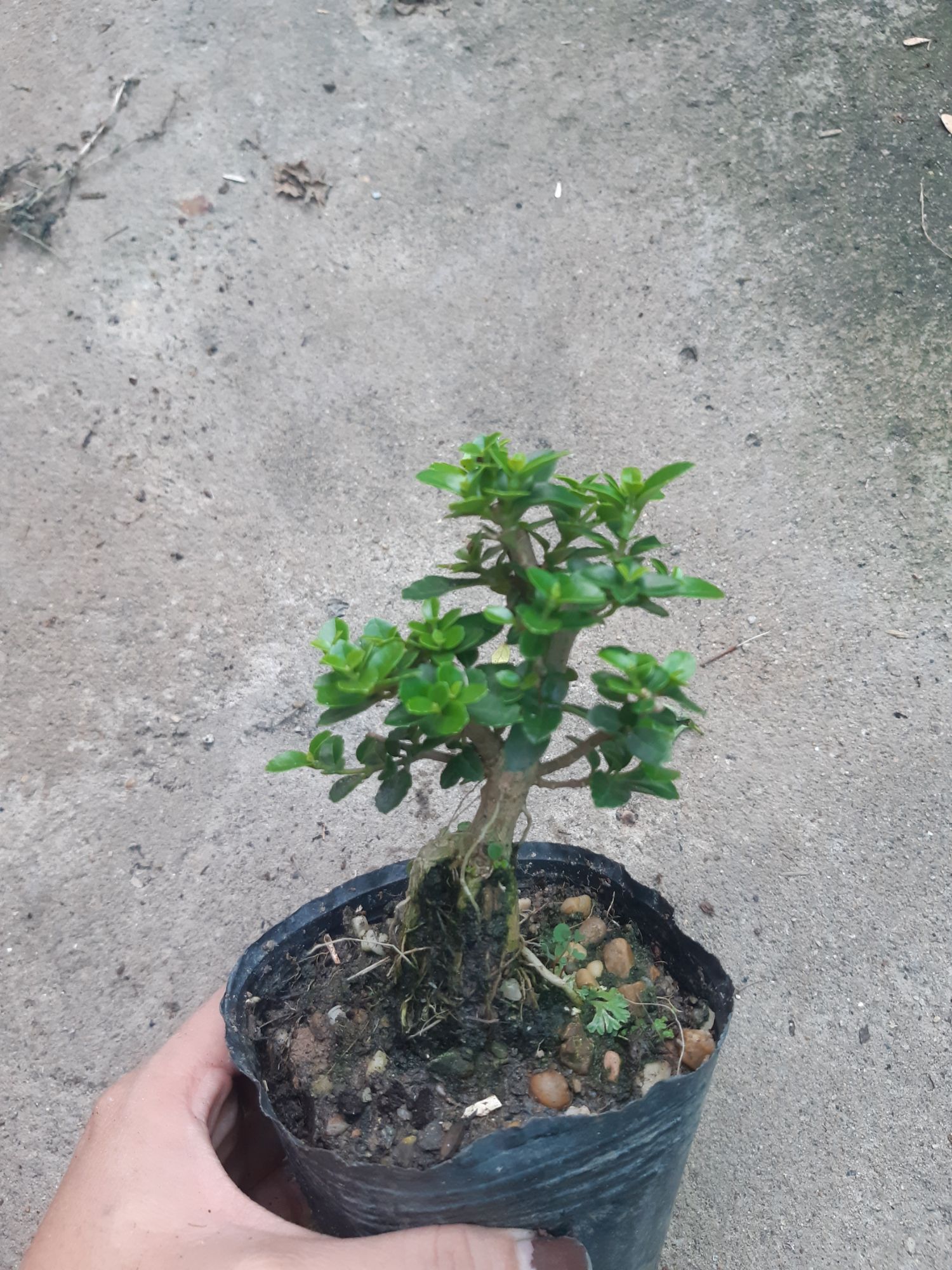 sam hương siêu mini