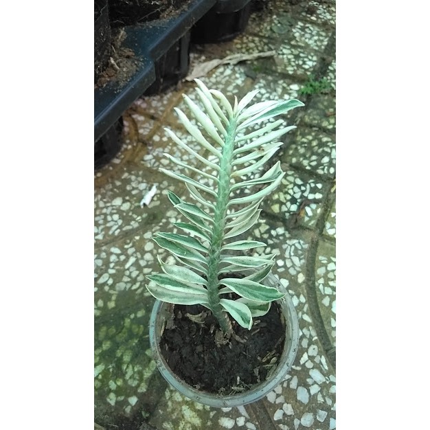 Cây cảnh mini để bàn - Cây Chân Rết