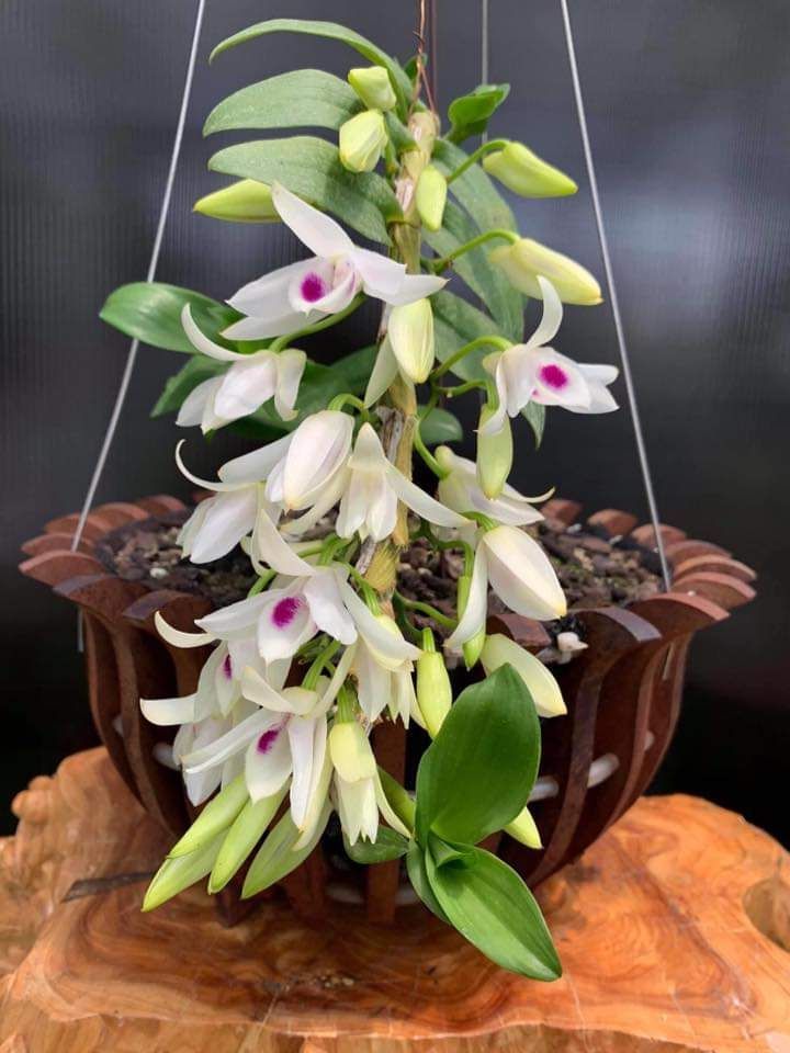 10kg vỏ thông đỏ trồng lan 3*4cm
