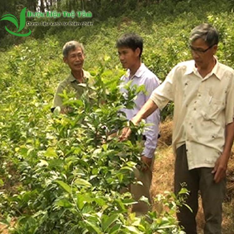 [HCM]Cây Xạ Đen Hòa Bình