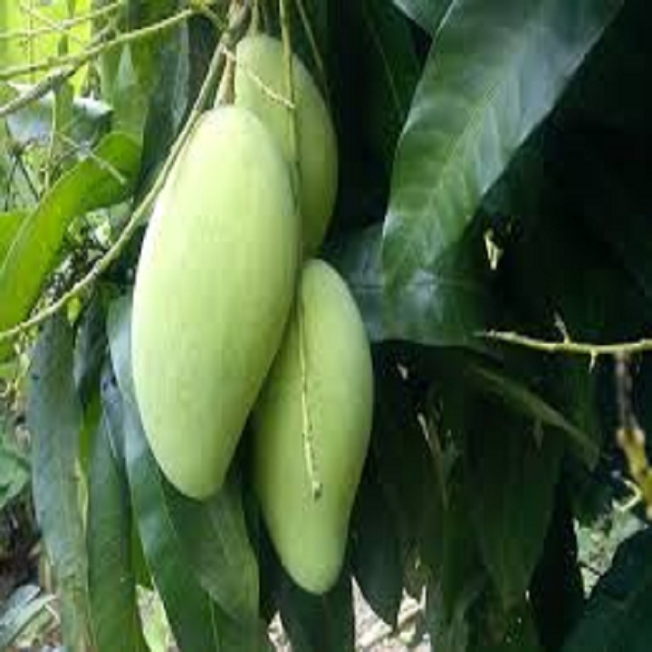 CÂY GIỐNG XOÀI HẠT LÉP