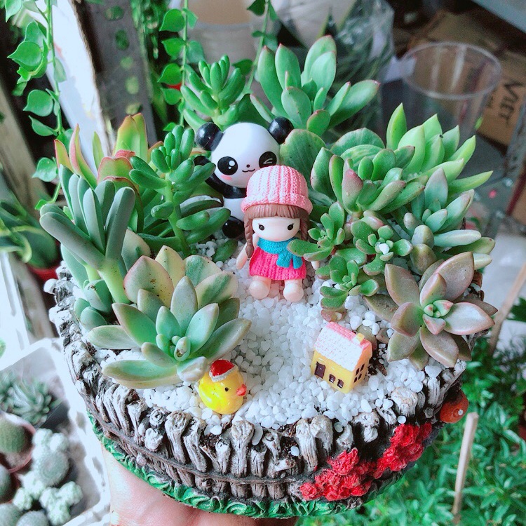 Chậu sen đá tiểu cảnh