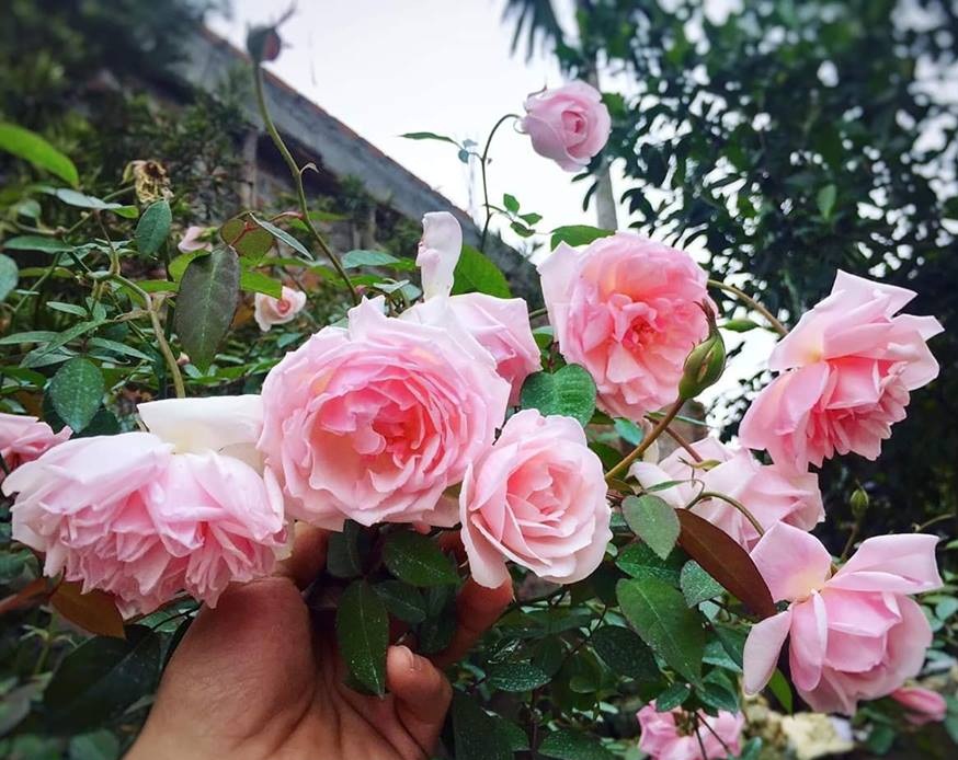 HOA HỒNG CỔ CÂY TO,ĐẸP CÂY ĐANG NỤ