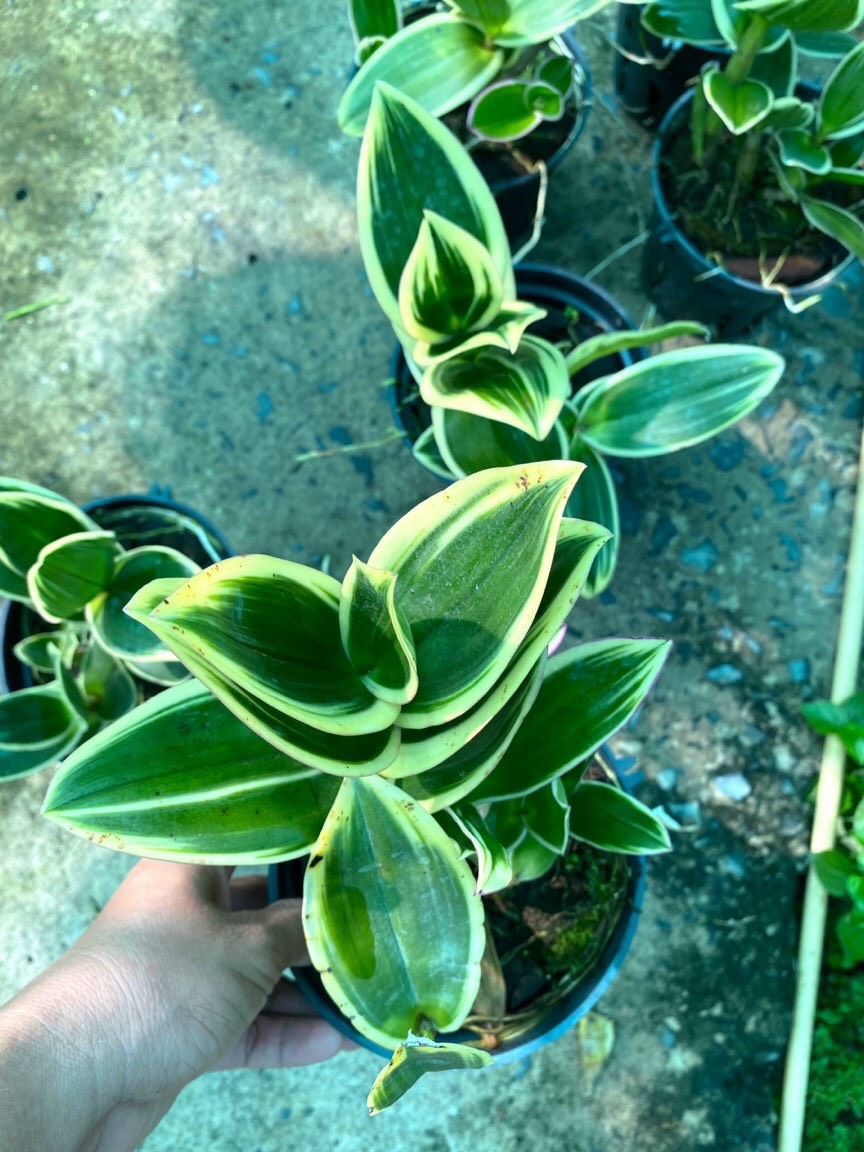 HOA LAN DENRO CHỚP LÁ BIÊN MÊKONG XANH
