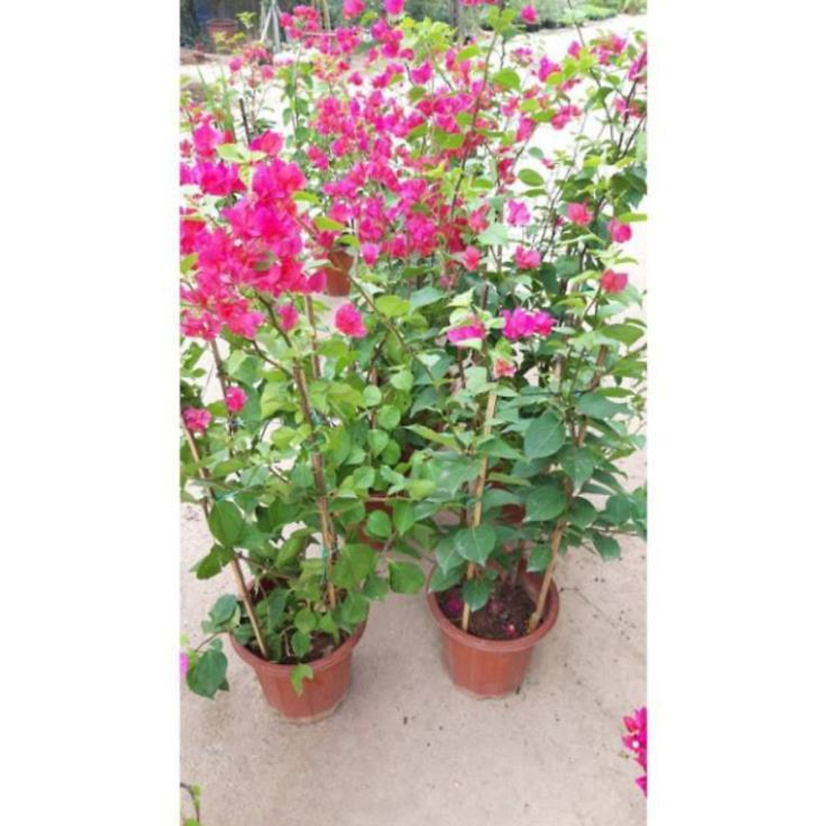 Sản phẩm cây hoa giấy