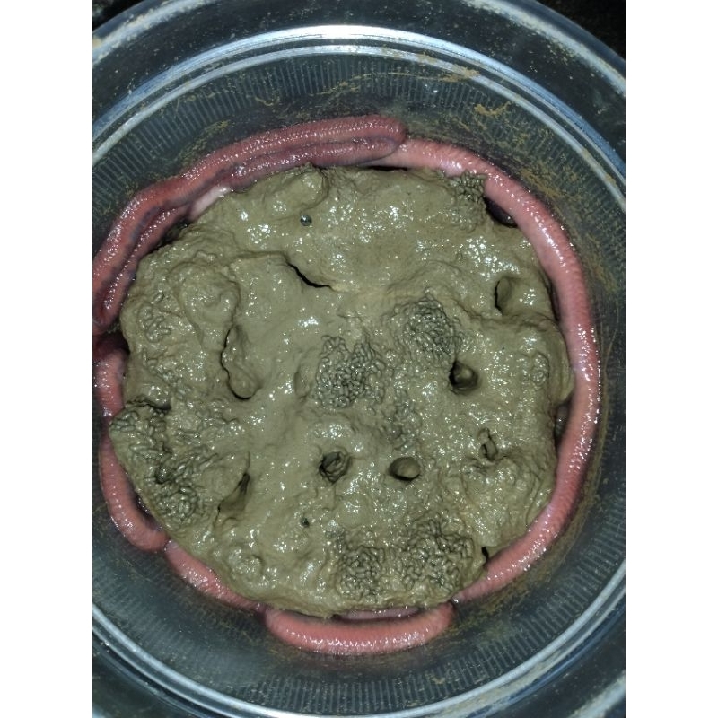 Hà Đỏ câu tôm- trùng biển câu tôm cành xanh