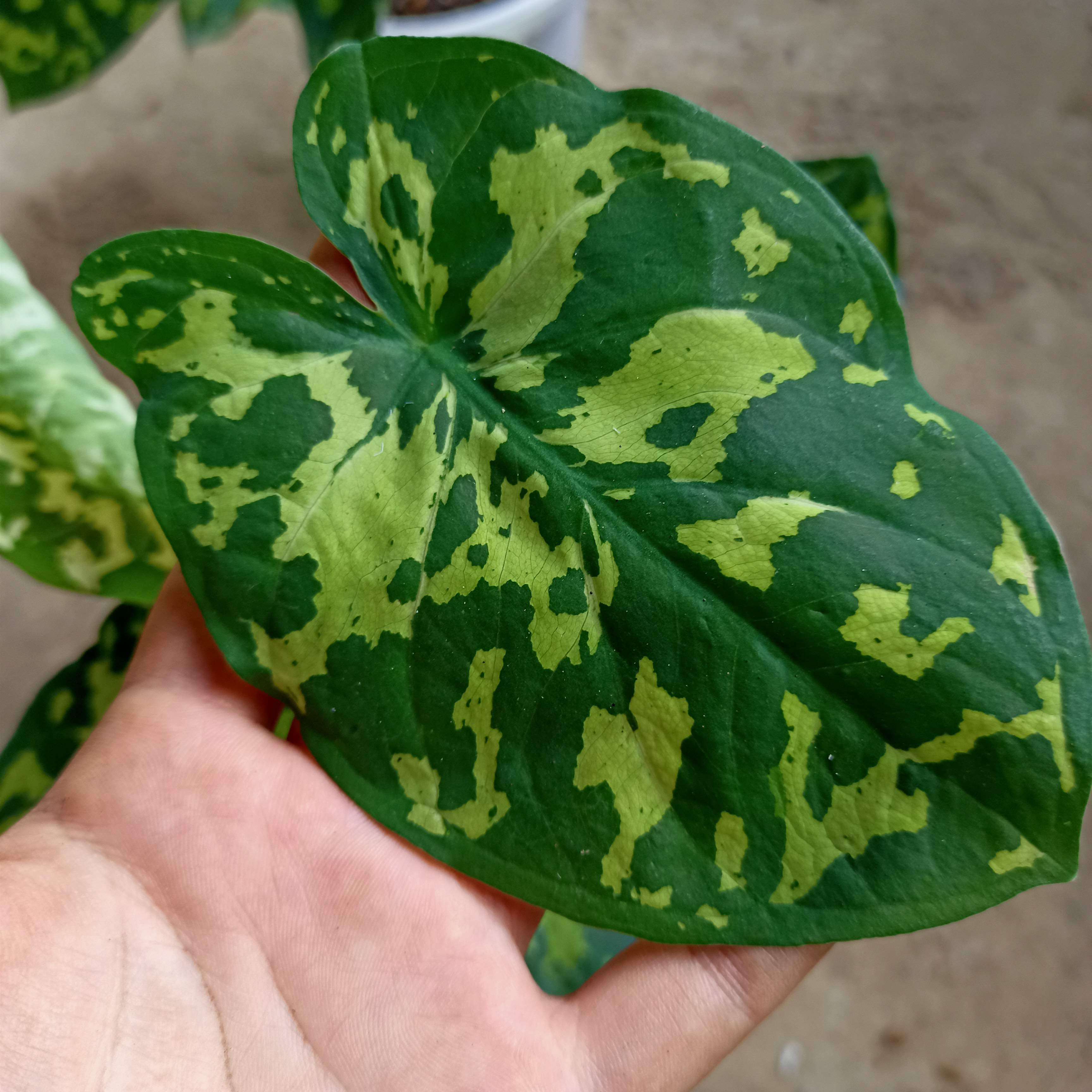 Chậu cây môn lính đặc công- Hilo beauty Caladium