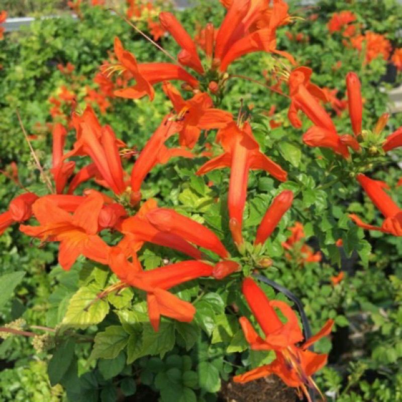 Cây giống Rạng Đông siêu hoa