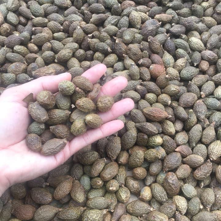 Hạt Đười Ươi Bay 0.5kg