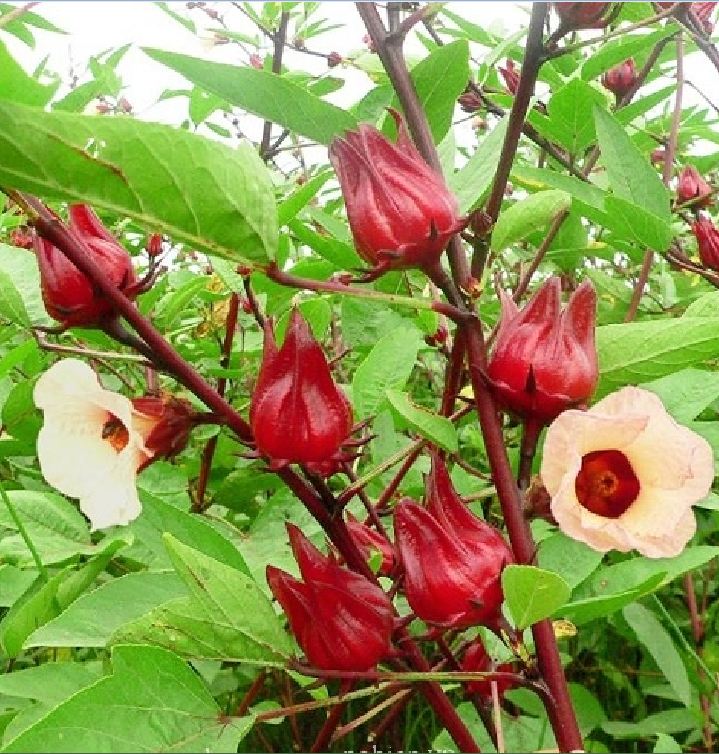 Hạt Giống Cây Atiso Đỏ ( Bụp Giấm) 10 hạt/gói