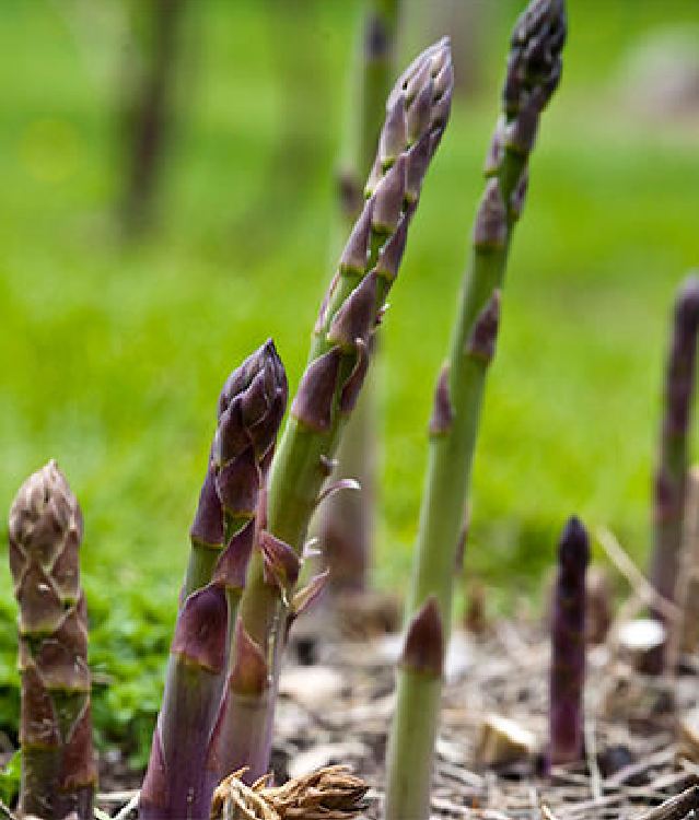 "Gói 20 "Hạt giống Măng Tây Tím [Seeds]