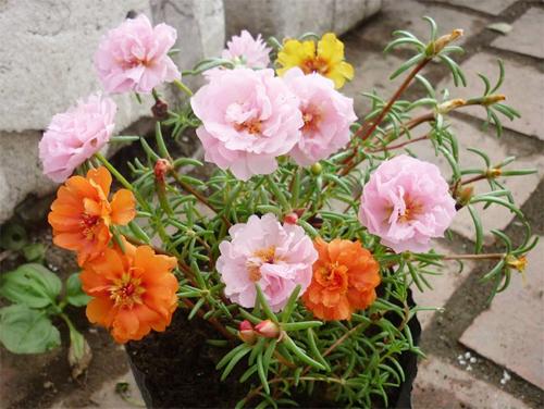 Hoa Mười Giờ - Chậu Hoa Treo