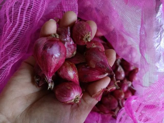 Hành củ tím chuẩn vị hành 1kg