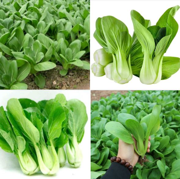 Combo 2 gói hạt giống rau cải chíp xanh - Tặng gói phân bón