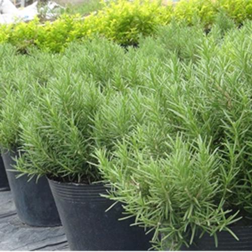 Hạt Giống Rau Hương Thảo. Túi 20 Hạt Loại Dễ Trồng - Giàu Dinh Dưỡng - Năng Xuất Cao.