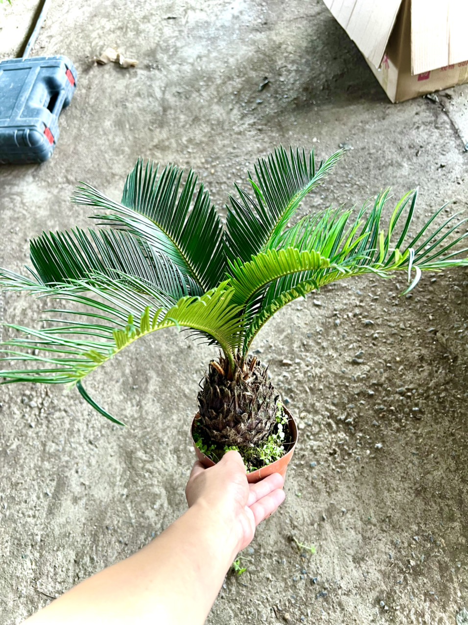 Cây vạn tuế cao 40 cm