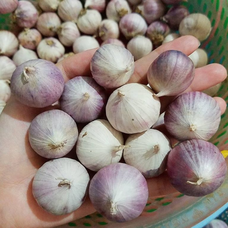 1kg tỏi cô đơn - mồ côi chuyên làm tỏi đen - thơm ngon Thiên Thảo Organic