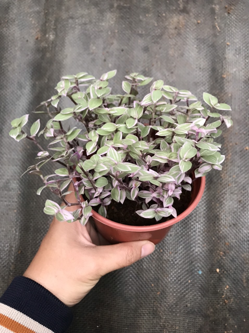 Thài lài pink lady