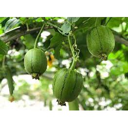 Hạt giống mướp táo Đài Loan 5 hạt