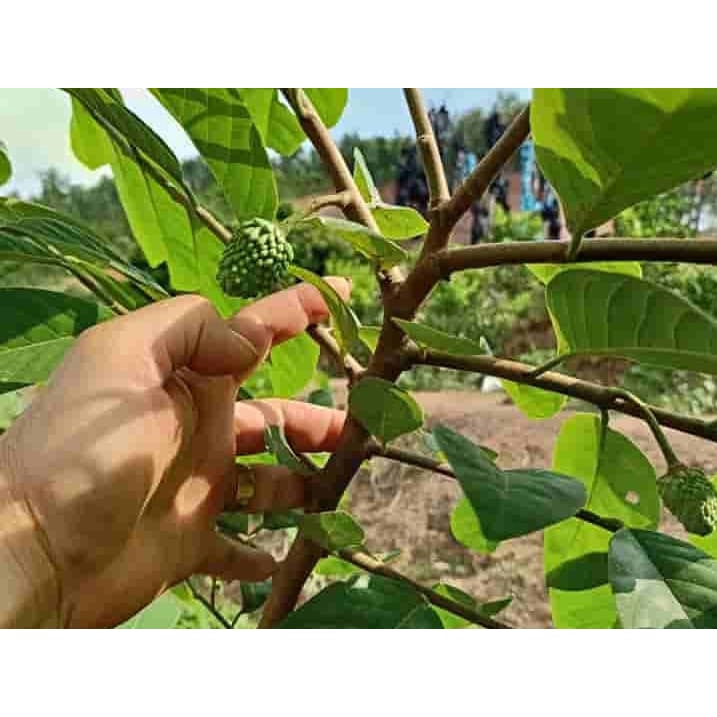 Cây giống na dai thơm ngon trái to (mãng cầu ta)