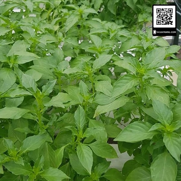 #hạt_giống_lá_é